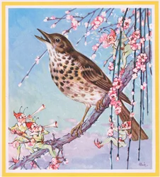 Song Thrush